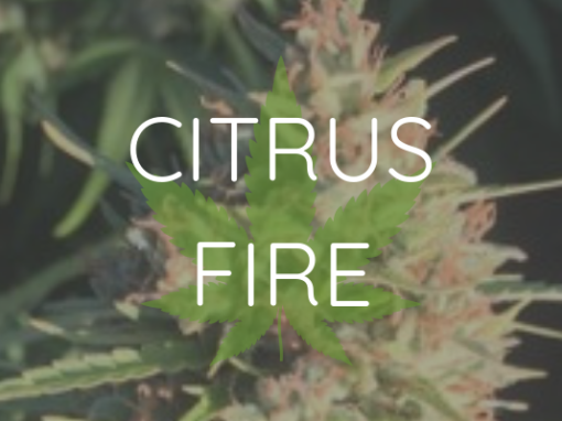 CBD 13-16% CBD/THC Ratio 26-29:1