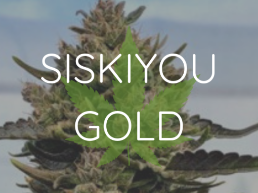 CBD 13-16% CBD/THC Ratio 26-29:1